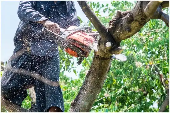 tree services Valley Bend